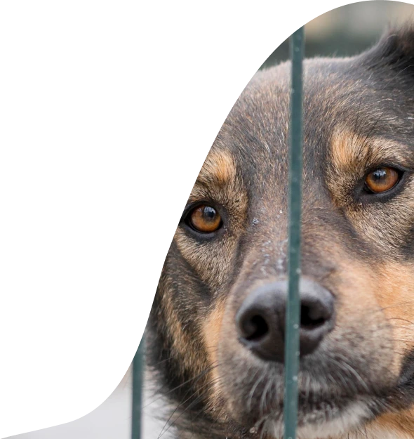 Adozioni responsabili degli animali - cane randagio in attesa di adozione